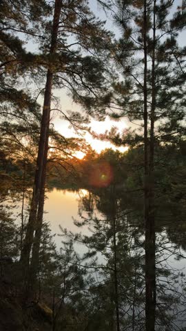 Sunset Glows Through Pine Trees Beside a Quiet Lake