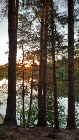 Sunset Light Shifts Through Pines Beside a Lake