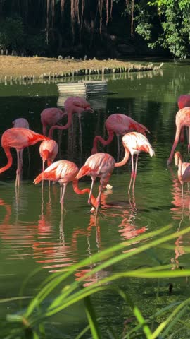 Flamingos Wading and Feeding in a Pond