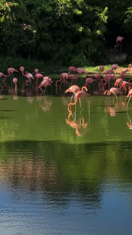 Flamingos Wading and Feeding in a Green Pond
