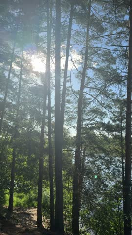 Sunlight Shifts Through Tall Trees Beside a Forest Path
