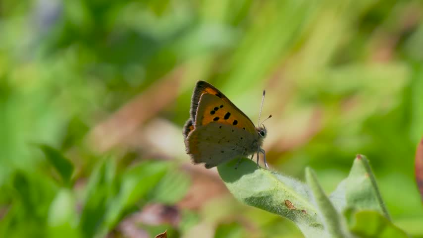 Small Copper Butterfly on a Stem