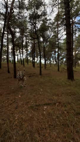 A vertical close-up video footage capturing a large European garden spider (Araneus diadematus), also known as a cross orbweaver, suspended on its intricate web in a pine forest. The spider hangs motionless amidst pine trees, dry grass, and autumn woodland scenery under natural daylight. The video showcases detailed patterns on the spider body against a soft-focus forest background. Essential stock video b-roll asset for wildlife documentaries, biology educational programs, nature conservation, and vertical social media Reels.   