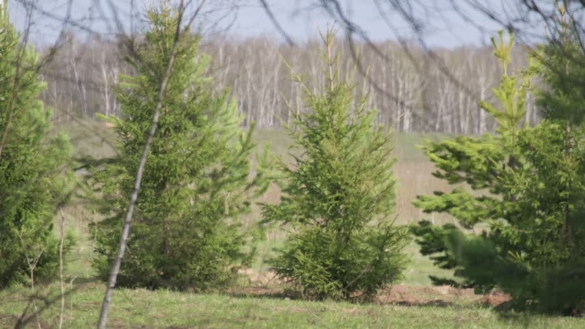 Trees stand tall in a clear field under the bright sky in spring during the day in a rural area