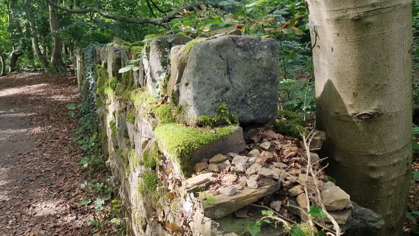 Sunny Autumn Woodland Path Beside a Moss-Covered Stone Wall with Ivy and Mature Trees