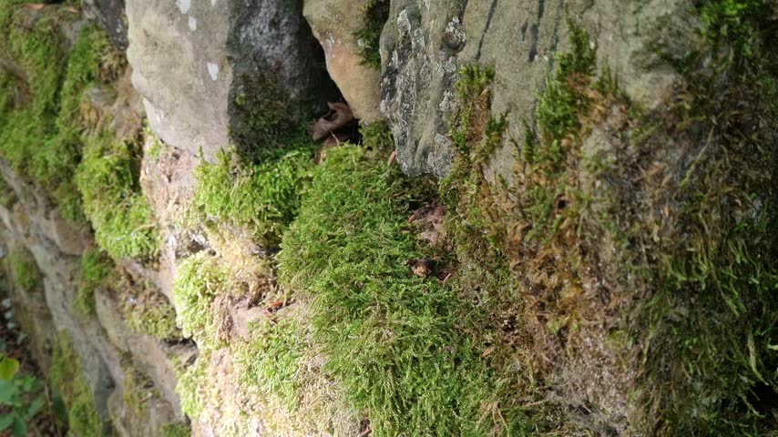 Sunlit Moss-Covered Stone Wall with Climbing Ivy Bush in an Early Autumn Woodland