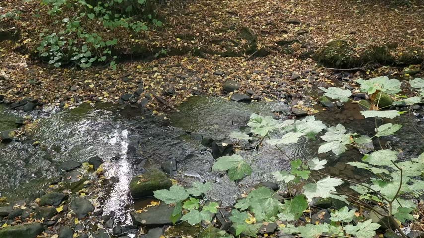 Woodland Stream Flowing Along a Rocky Bank Covered with Yellow Autumn Leaves in Early Fall