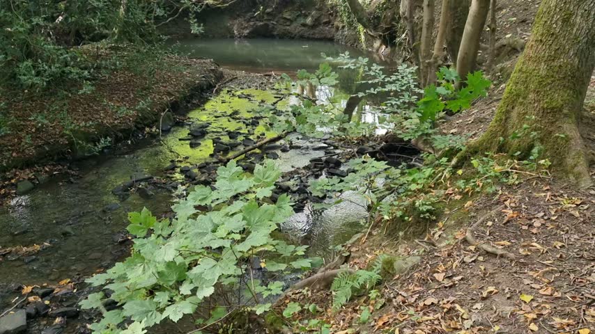 Overhead View of a Small Rocky Woodland Stream Between Steep Banks and Wind-Swayed Trees