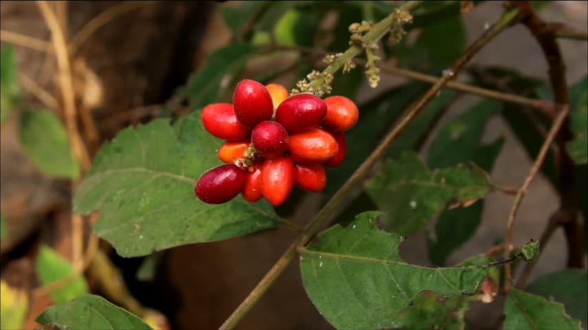 The fruit of the Rusty Sapindus plant, or scientifically known as Lepisanthes rubiginosa, is a species of wild plant from the Sapindaceae family.