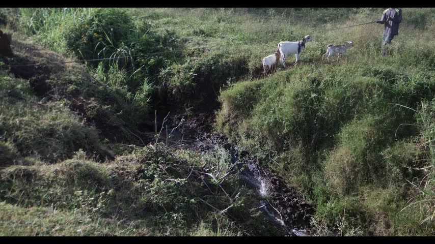 A young African boy herding livestock to graze in the Kenyan countryside, guiding animals across open grassland in a rural agricultural setting. Traditional pastoral life, livestock farming, and daily life in rural East Africa.