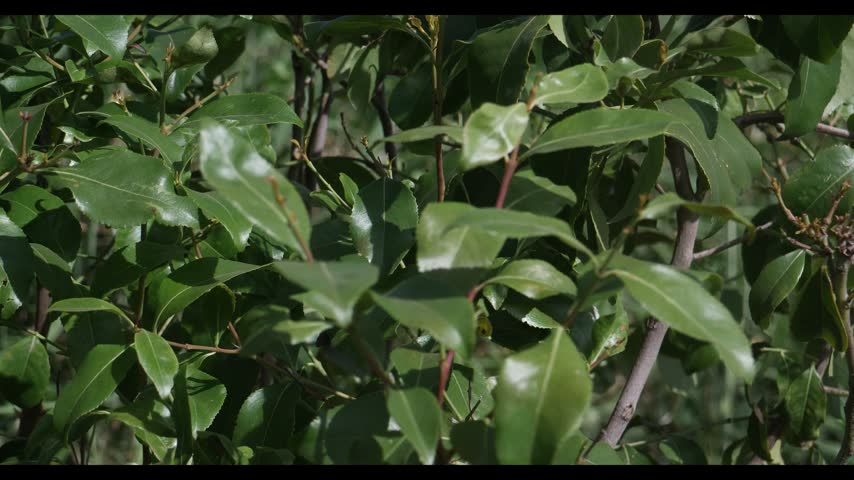Close-up view of fresh miraa (khat) plant leaves growing on a branch in Kenya. Detailed green foliage, young shoots, and natural leaf textures showcasing Catha edulis, a plant cultivated in East Africa for traditional and commercial use.