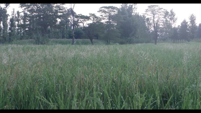 Lush green tree canopies in the Kenyan countryside The scenic landscape showcases indigenous vegetation, forest cover, and the natural beauty of Kenya