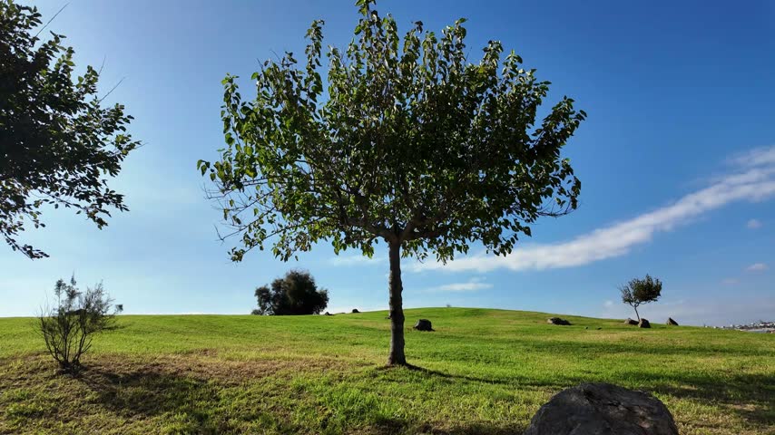 Lone leafy tree on a green rolling meadow under a clear blue sky with thin white clouds, creating a peaceful rural landscape.