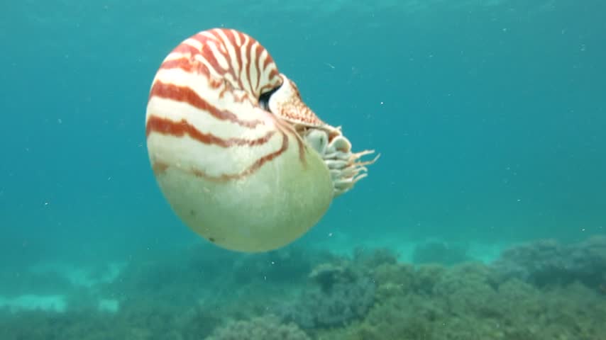 Chambered Nautilus Swimming in Open Water in Panglao, Philippines