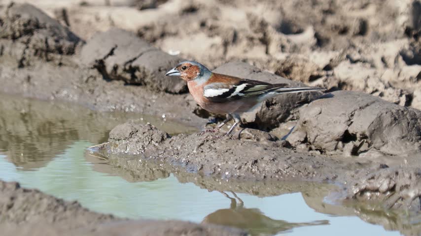 Male common chaffinch (Fringilla coelebs) drinking from a rain puddle