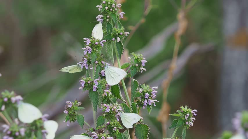 The large white cabbage butterfly, Pieris brassicae, feeding on black horehound flowers