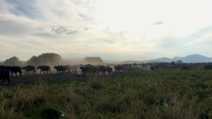 A large herd of buffalo walking along a dusty rural road in a countryside landscape at sunset, with grassland, distant mountains and warm evening sunlight.