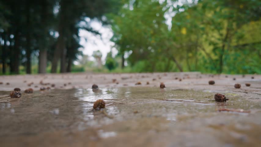 A scenic low angle view of a flooded forest floor with trees and their mirror reflections on a calm water surface after heavy rain in a public park.