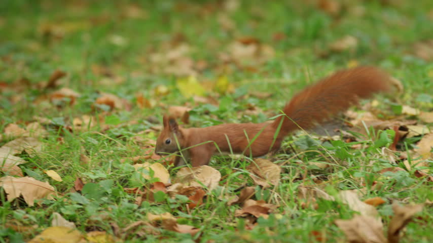 A red squirrel turns, bounds across the leaf-strewn grass, then lowers its head to investigate the ground.