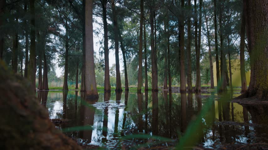 A scenic low angle view of a flooded forest floor with trees and their mirror reflections on a calm water surface after heavy rain in a public park.