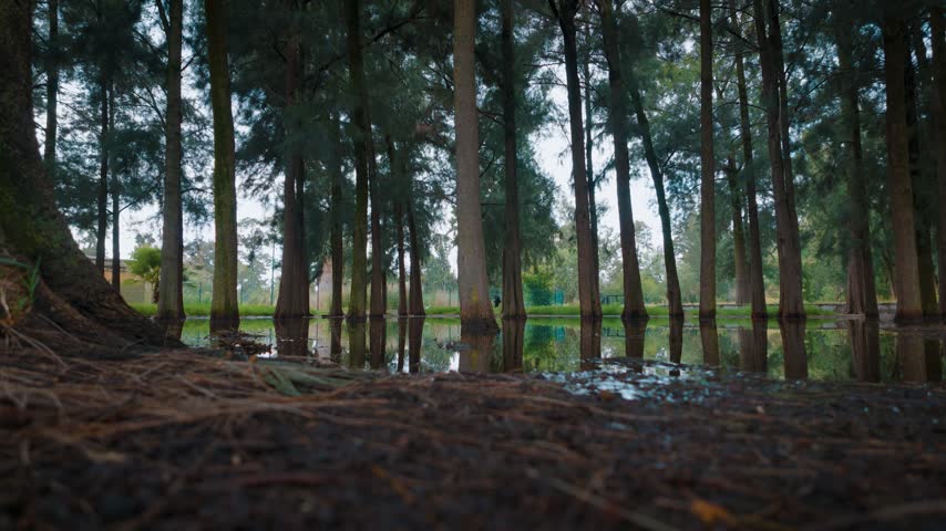 A scenic low angle view of a flooded forest floor with trees and their mirror reflections on a calm water surface after heavy rain in a public park.
