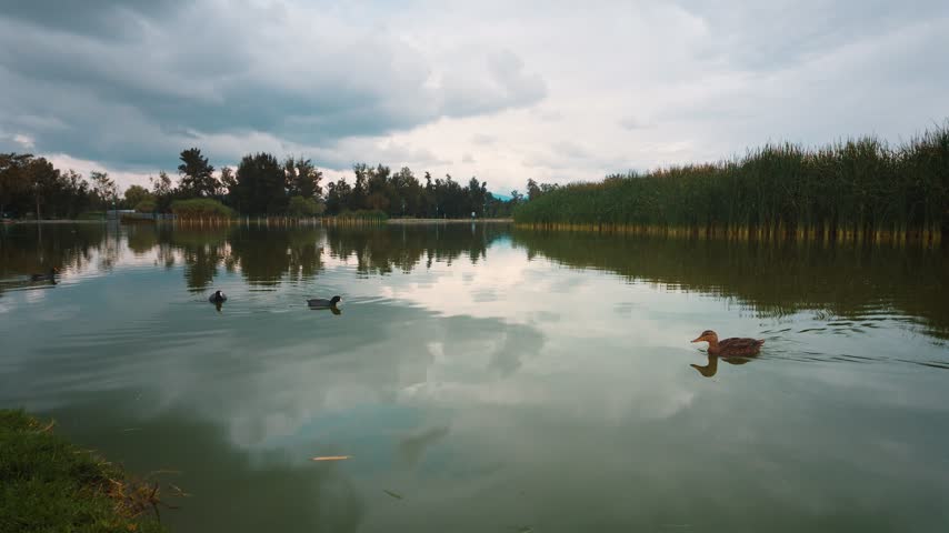 A peaceful wide landscape shot of ducks swimming in a calm lake surrounded by lush reeds under a dramatic cloudy sky reflecting on the water surface.
