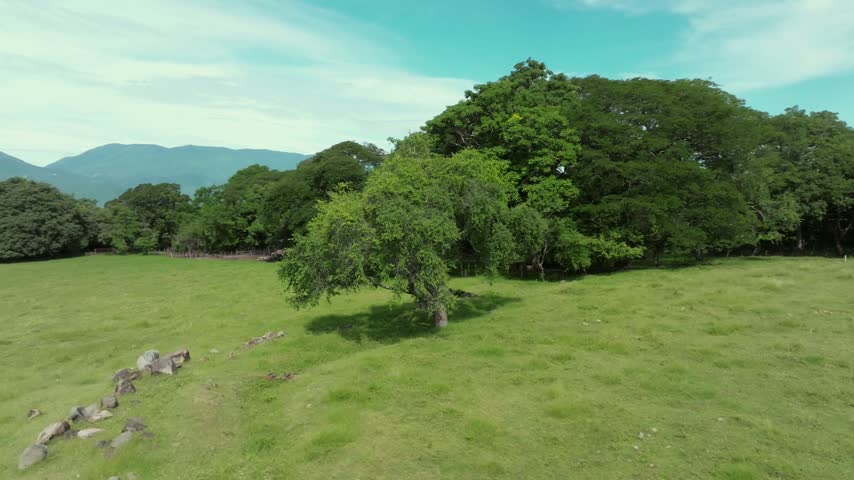 The tree of the meadow