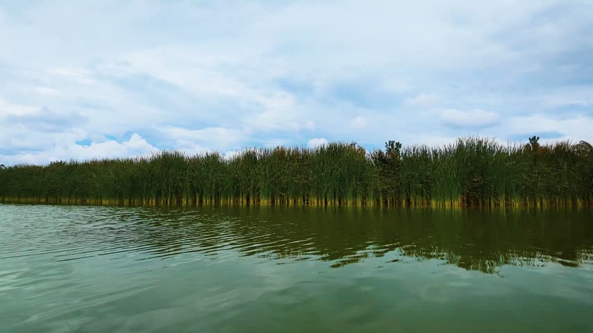 Wide landscape shot of wild ducks and coots swimming peacefully across a calm lake with tall reeds lining the shore under a scenic cloudy sky.