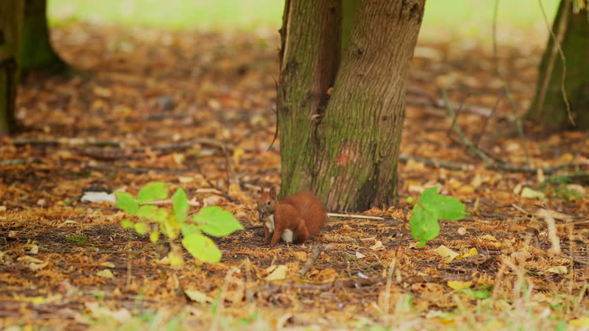 A red squirrel investigates leaf litter at the base of a tree, then moves sideways across the ground.