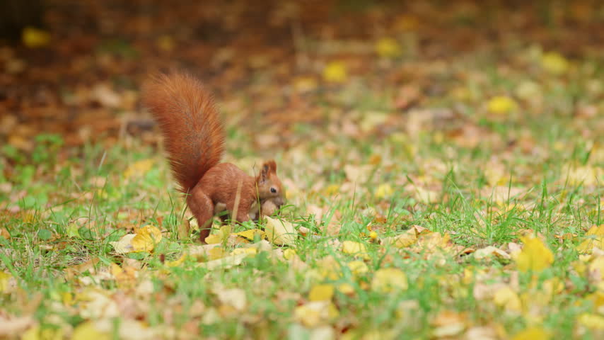 A red squirrel holds a nut in its mouth, makes short bounds and pauses among yellow leaves.