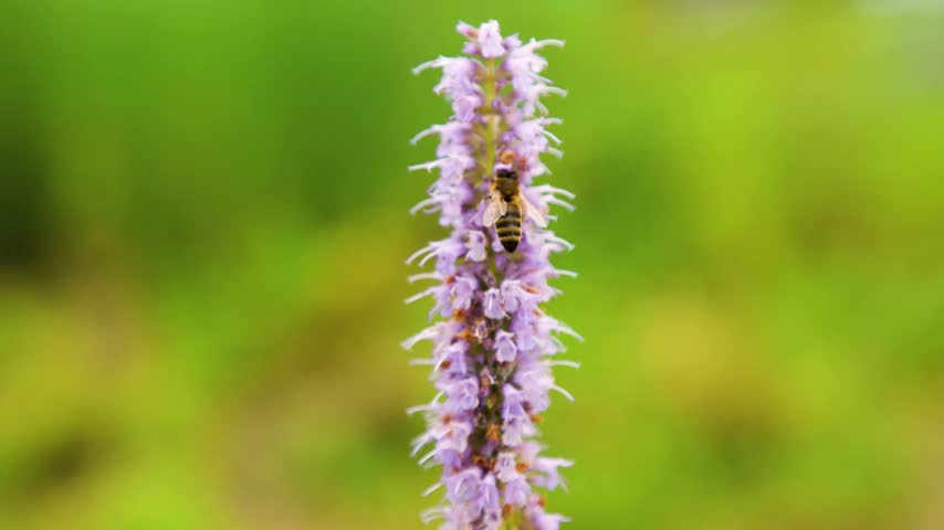 honey bee pollinating a purple flower in a natural garden setting