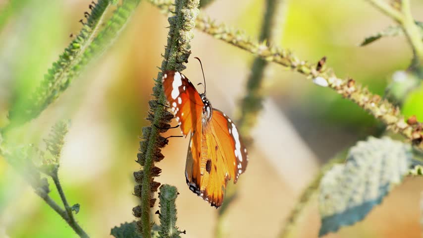 Beautiful Plain Tiger butterfly Danaus chrysippus resting on a green plant stem in the wild, close up shot of vibrant orange wings with black and white patterns in a bright natural meadow.