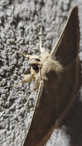 Front side close up macro shot of a brown Erebinae moth showing detailed face, furry body and compound eyes on a textured wall.
