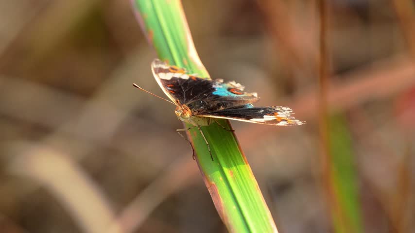 Beautiful butterfly with blue and black patterns and slightly damaged wings perched on a green blade of grass in nature, close-up macro shot with soft blurred background at sunset or sunrise.