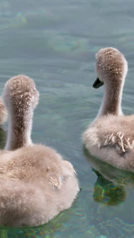 Fluffy baby mute swan cygnets swim gracefully together across clear turquoise water in bright daylight.
