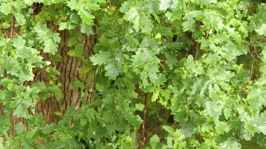 Lush green oak leaves gently rustle against tree bark in soft natural forest light.