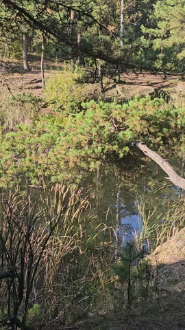 Peaceful forest pond reflects pine branches and tall reeds. Still water mirrors greenery, creating calm, natural beauty. Sunlight glints gently on the surface, enhancing tranquility