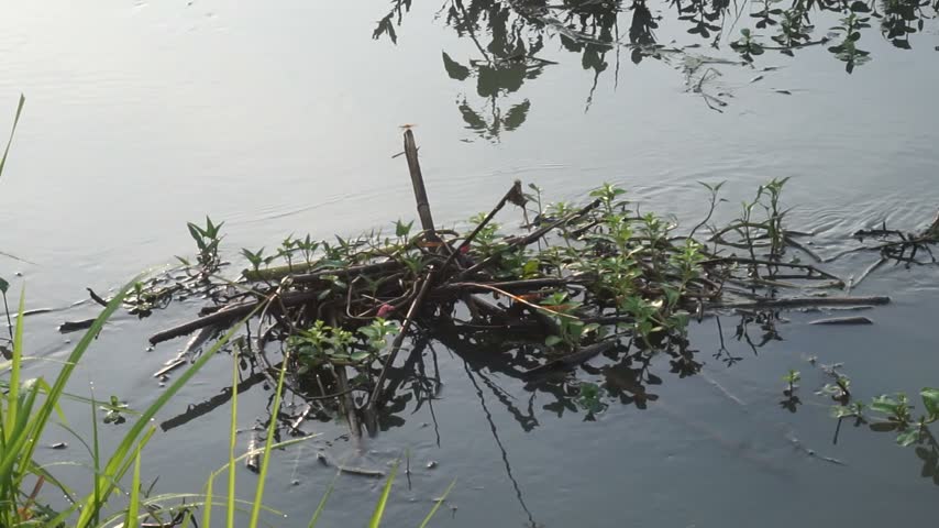 Handheld video of a river with a fallen tree spanning across it.