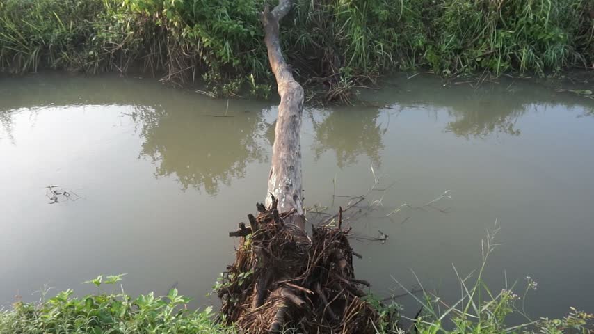 Handheld video of a river with a fallen tree spanning across it.