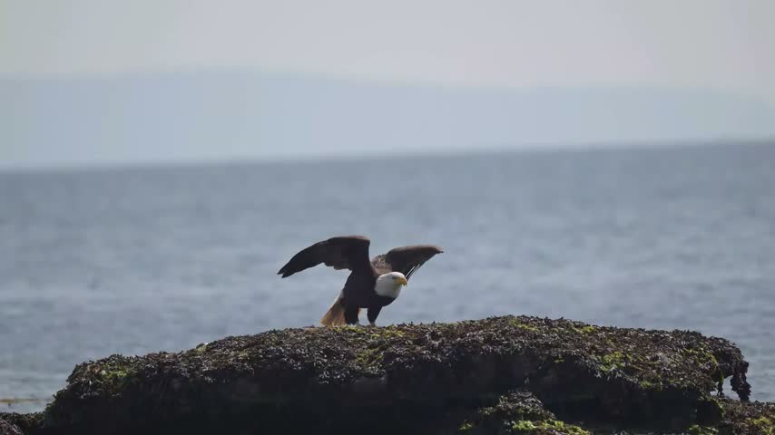 Bald eagle taking off from rocky shore and flying over ocean water in wildlife nature