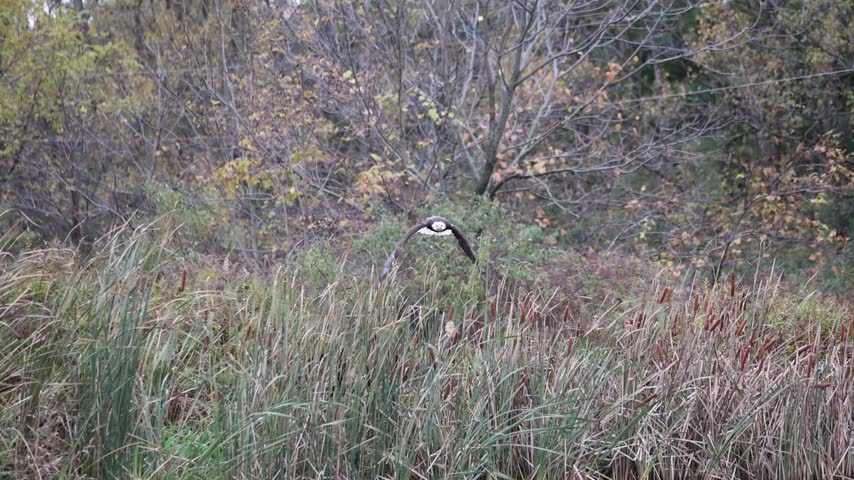 Bald eagle flying low over water and landing on grassy riverbank in wildlife nature