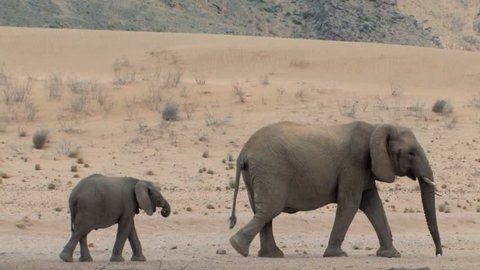 Desert Elephants try to exist with a scarcity of vegetation and very little water in Namibia.  Eating only leaves from branches they pull from trees and digging holes in the ground for water.