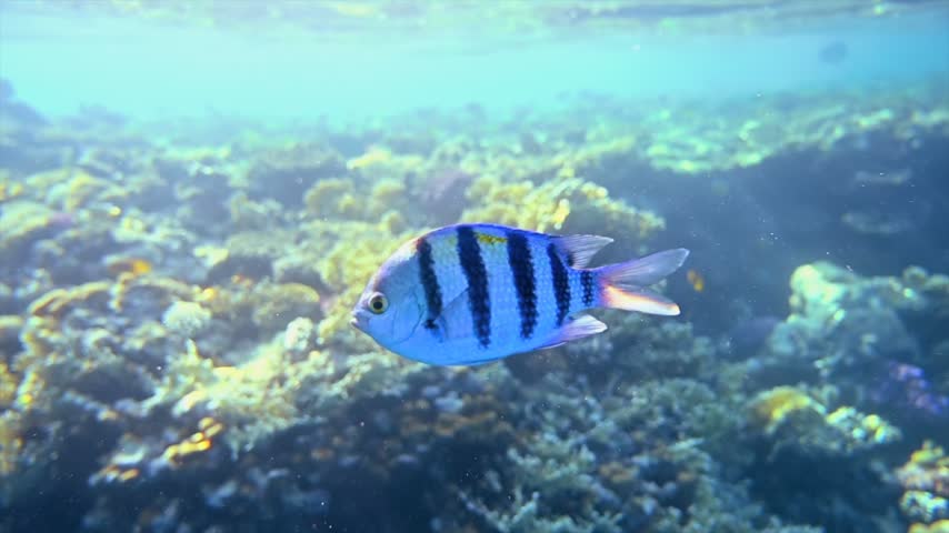 Underwater footage captures sergeant major fish swimming near colorful coral reef in clear blue ocean water during daytime.
