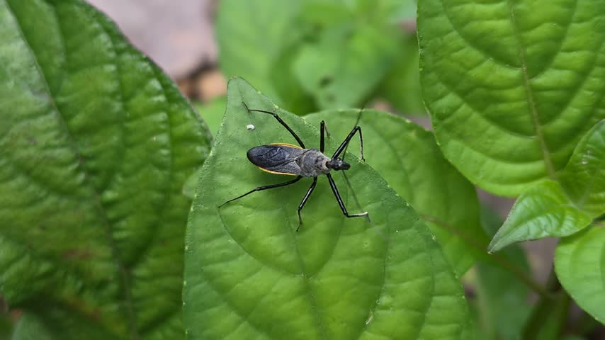 Assassin Bug on green leaf
