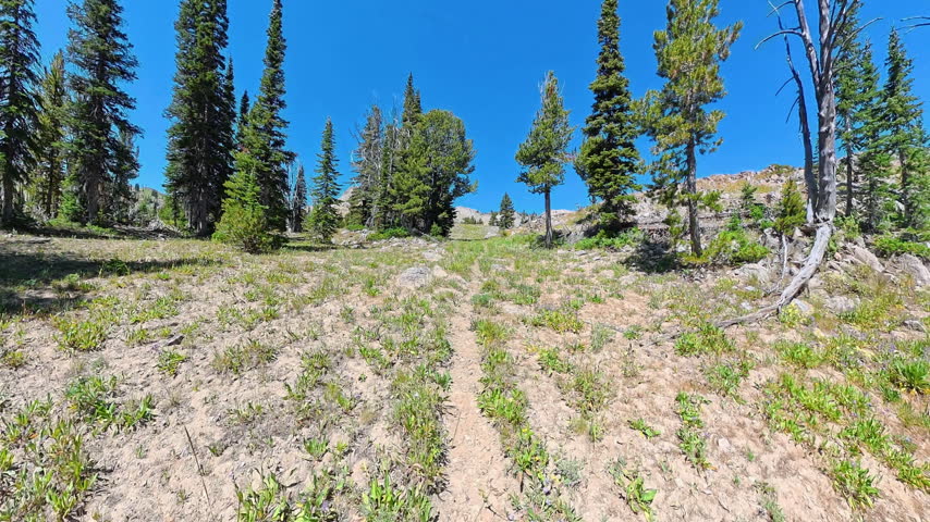 Hiking on Faint Trail Through Yellowstone Wilderness in Summer
