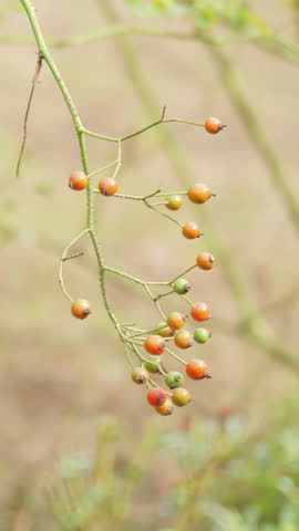 Close-up of a wild plant stem with small orange and red seeds swaying gently in a breeze on a sunny autumn day, soft blurred background.