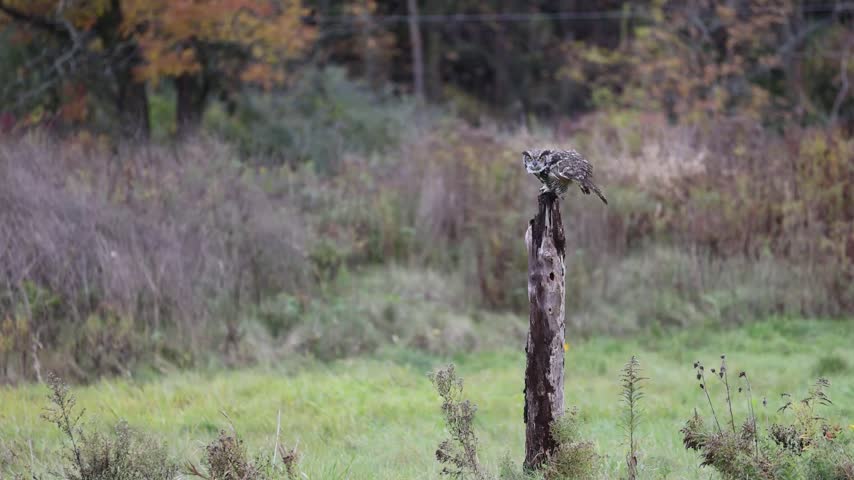 Great horned owl flying low over grass and landing on wooden post in wildlife nature