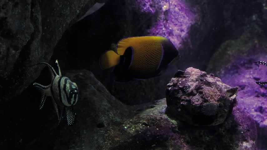 Close-up of a colorful angelfish displaying a golden yellow body and dark markings