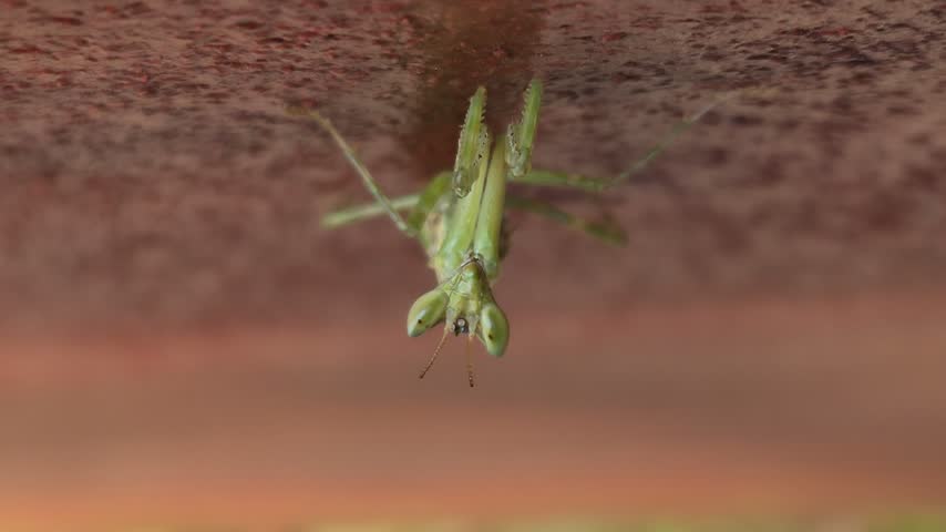 Mantis is perched on the wall.