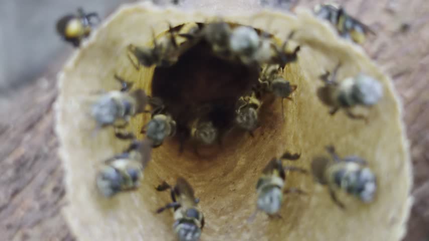 Stingless bee in a hole